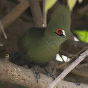 Touraco vert