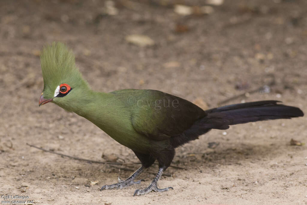 Touraco vertadulte, identification