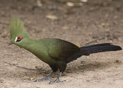 Touraco vert