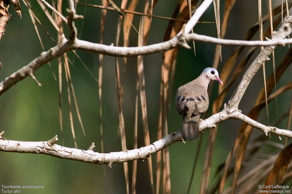 Blue-spotted Wood Dove