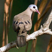 Blue-spotted Wood Dove