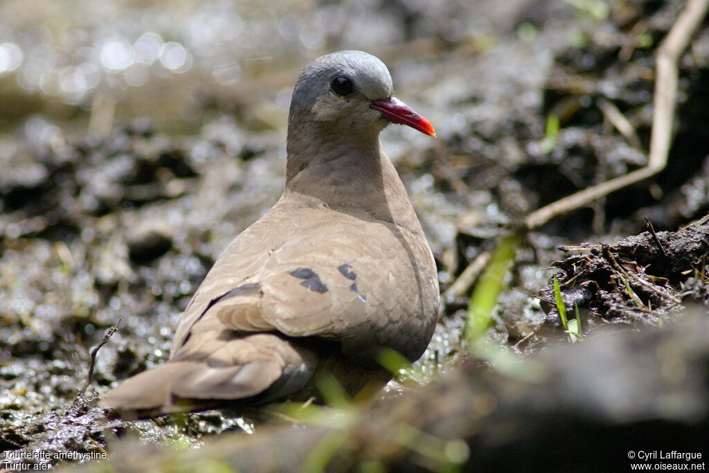 Blue-spotted Wood Dove