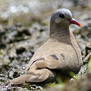 Blue-spotted Wood Dove