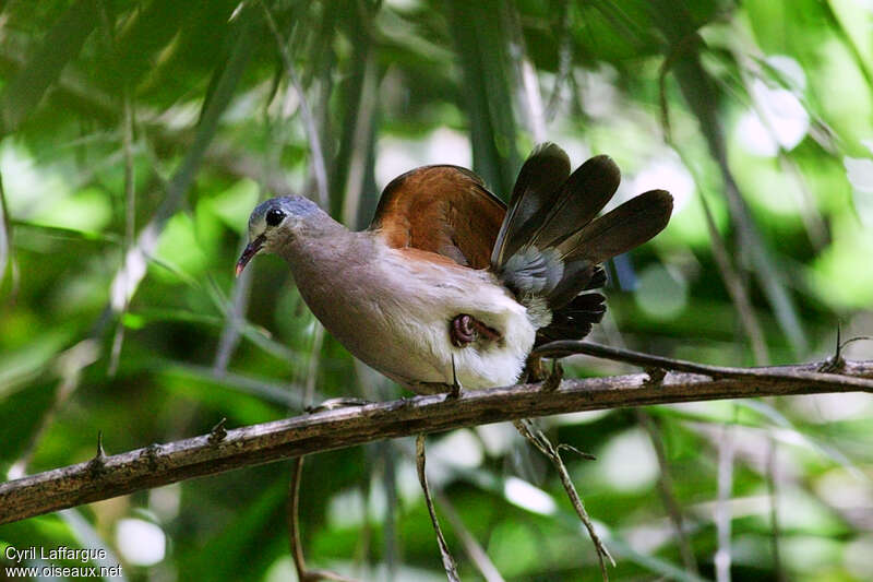 Blue-spotted Wood Doveadult, aspect