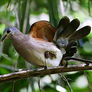 Blue-spotted Wood Dove