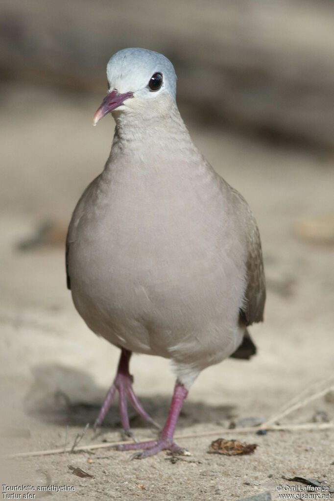 Blue-spotted Wood Doveadult, identification