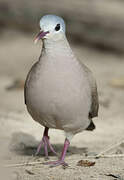 Blue-spotted Wood Dove