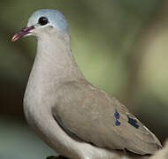 Blue-spotted Wood Dove