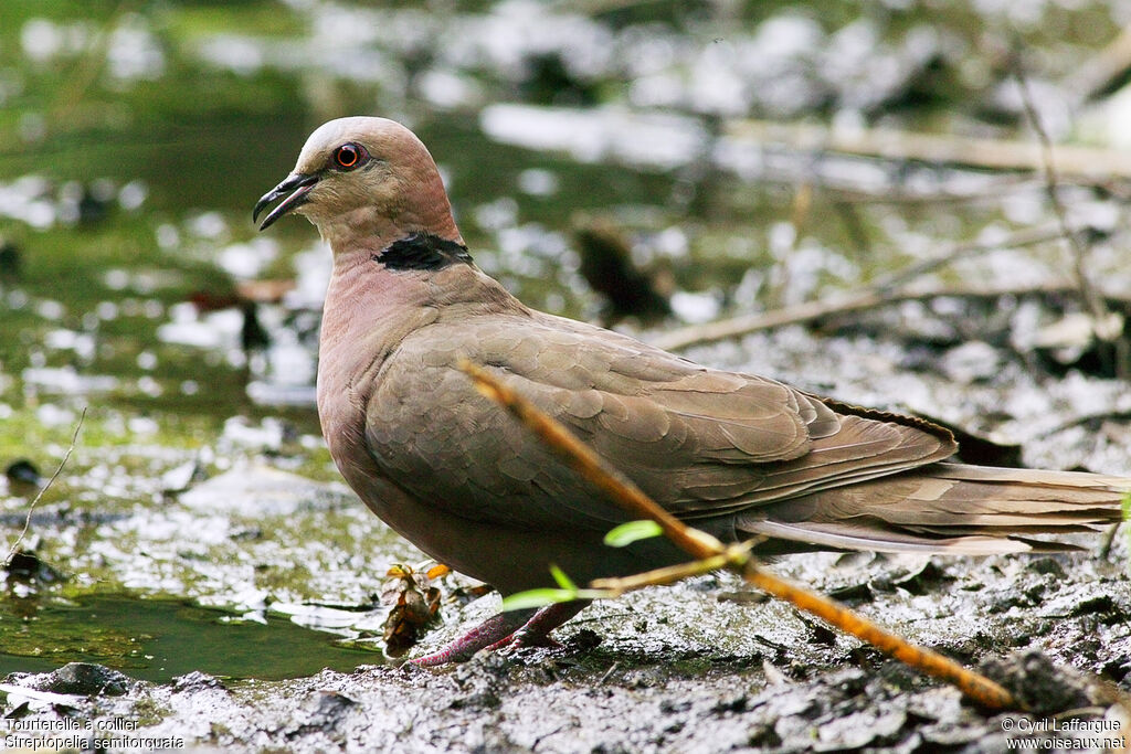 Red-eyed Dove