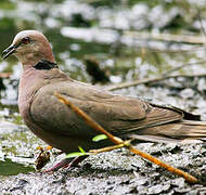 Red-eyed Dove