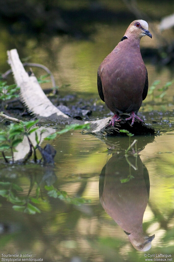 Red-eyed Dove