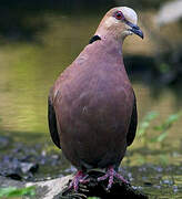 Red-eyed Dove