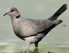 Red-eyed Dove