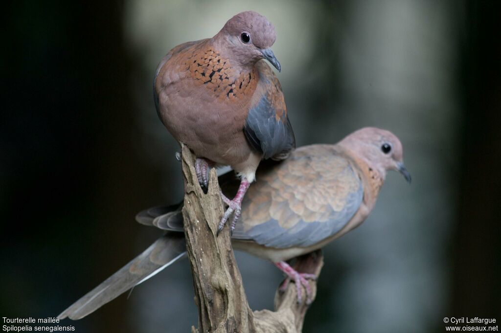 Laughing Doveadult, identification