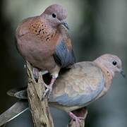 Laughing Dove