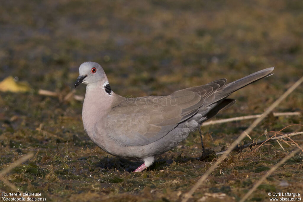 Mourning Collared Dove