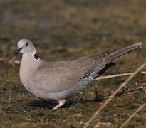 Mourning Collared Dove