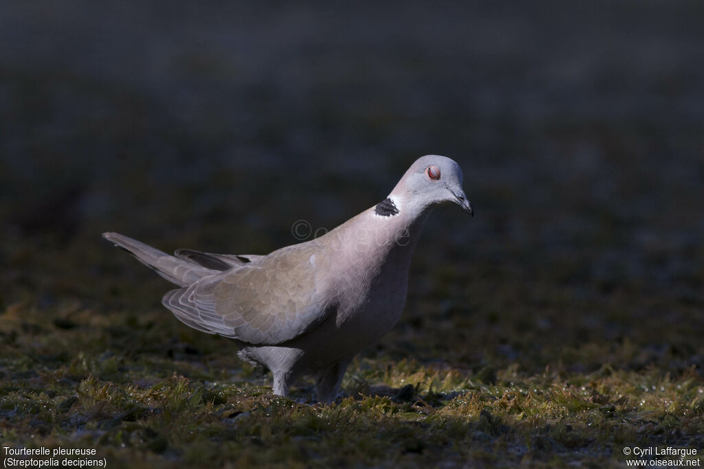 Mourning Collared Dove