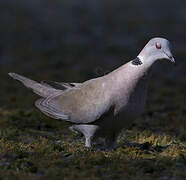 Mourning Collared Dove