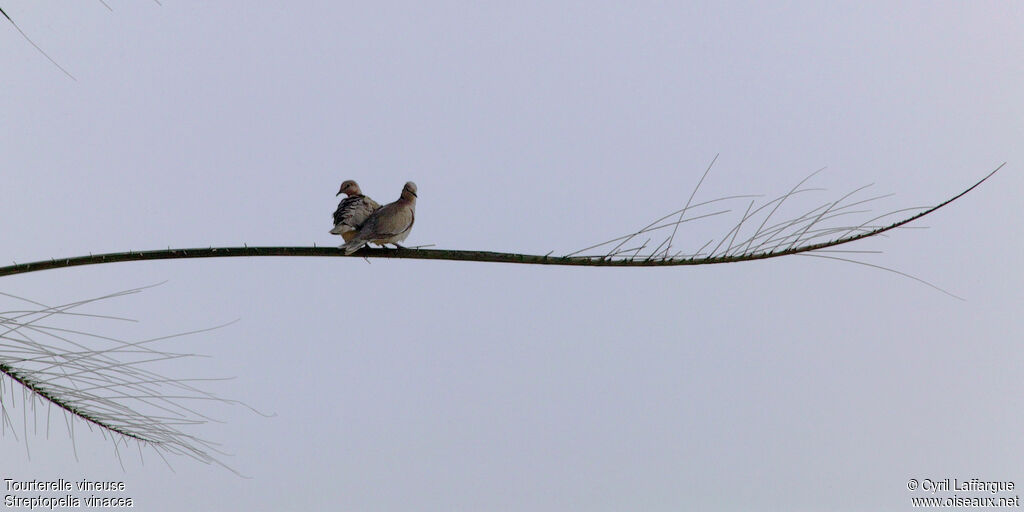 Vinaceous Dove