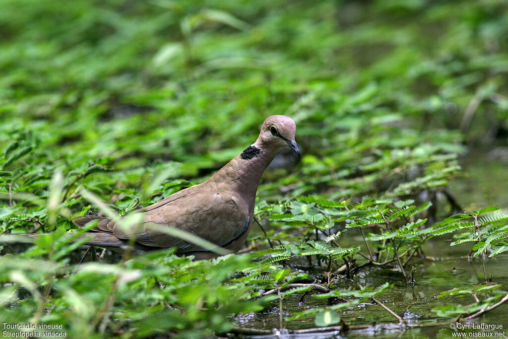 Vinaceous Dove