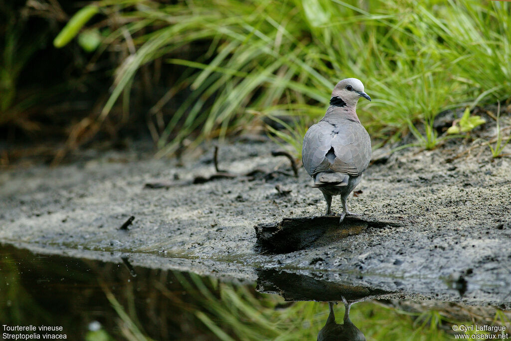 Vinaceous Dove