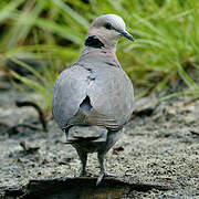 Vinaceous Dove