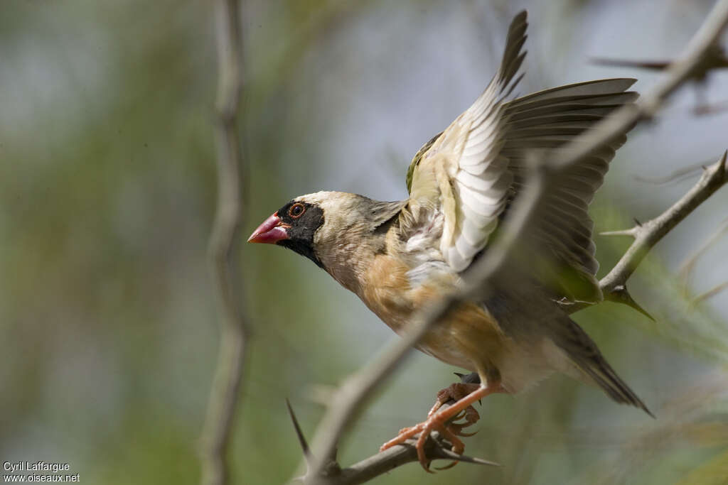 Red-billed Queleaadult breeding, aspect, pigmentation, Behaviour