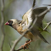 Red-billed Quelea