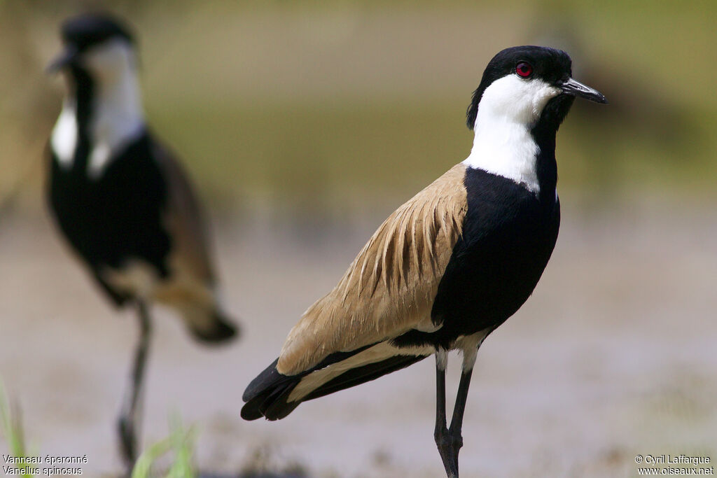 Spur-winged Lapwing