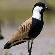 Spur-winged Lapwing