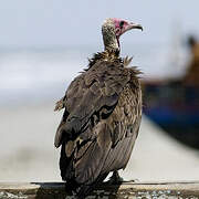 Vautour charognard