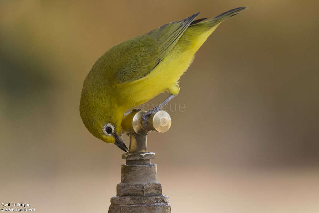 Northern Yellow White-eyeadult, drinks, Behaviour