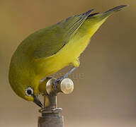 Northern Yellow White-eye