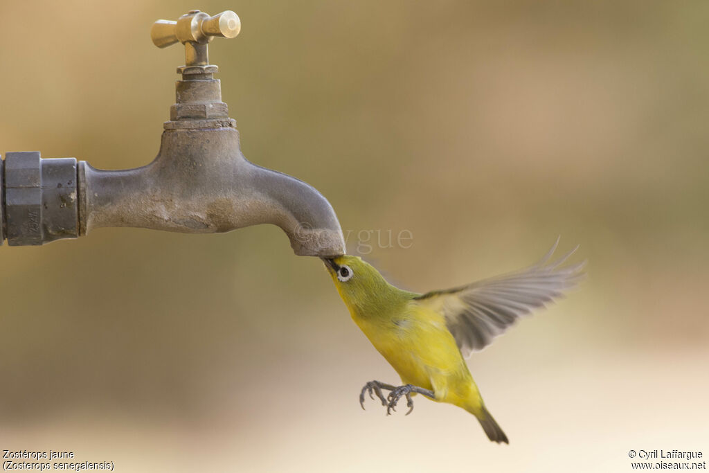 Northern Yellow White-eye