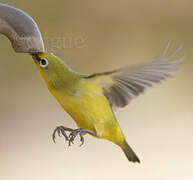 Northern Yellow White-eye