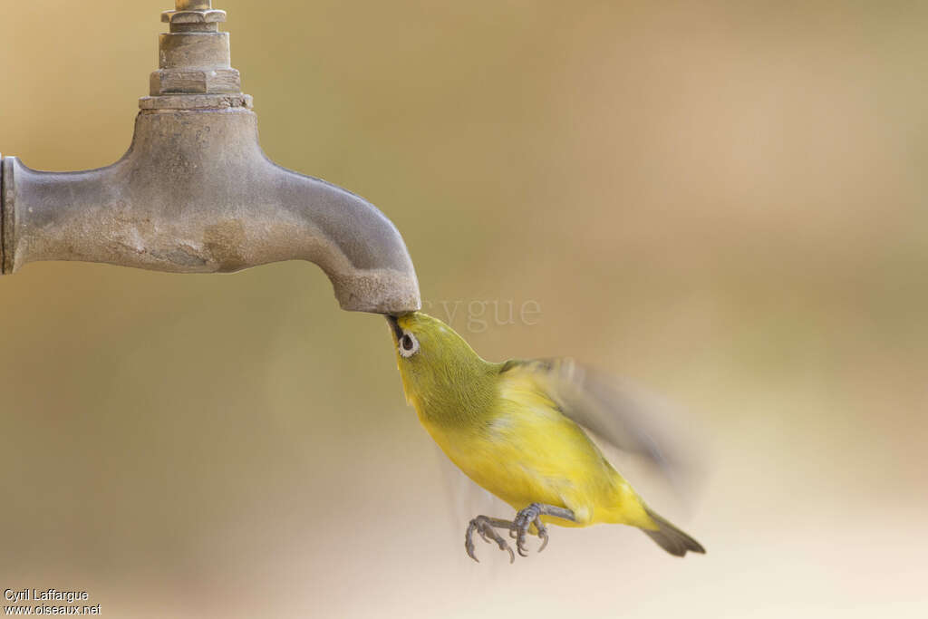 Zostérops jaune, Vol, boit