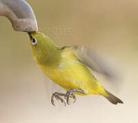 Northern Yellow White-eye