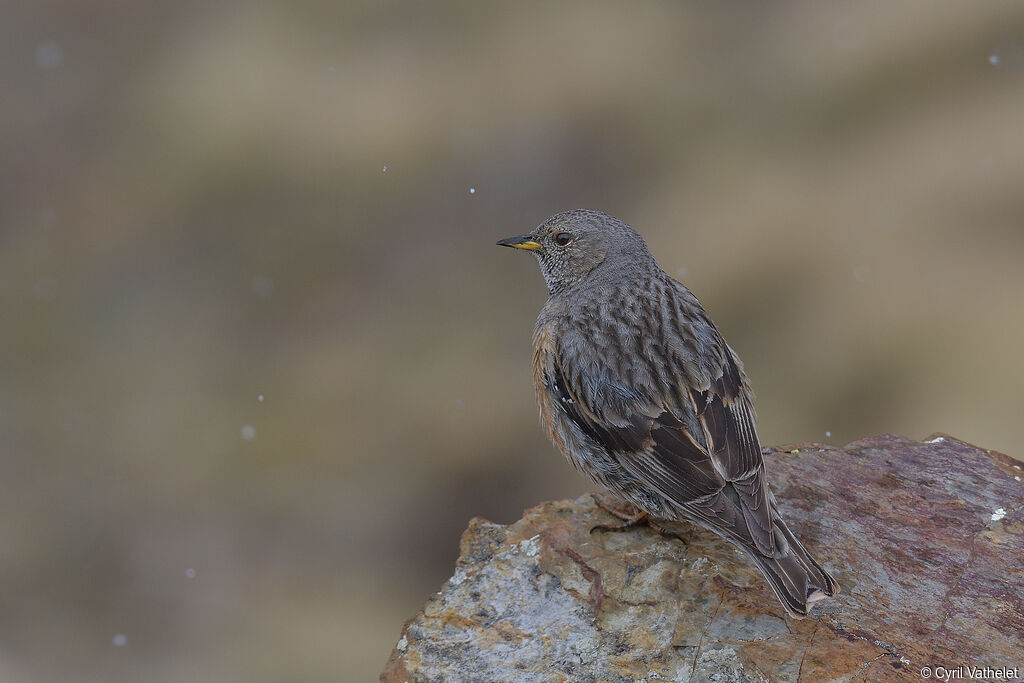 Alpine Accentoradult, identification, aspect, pigmentation