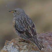 Alpine Accentor