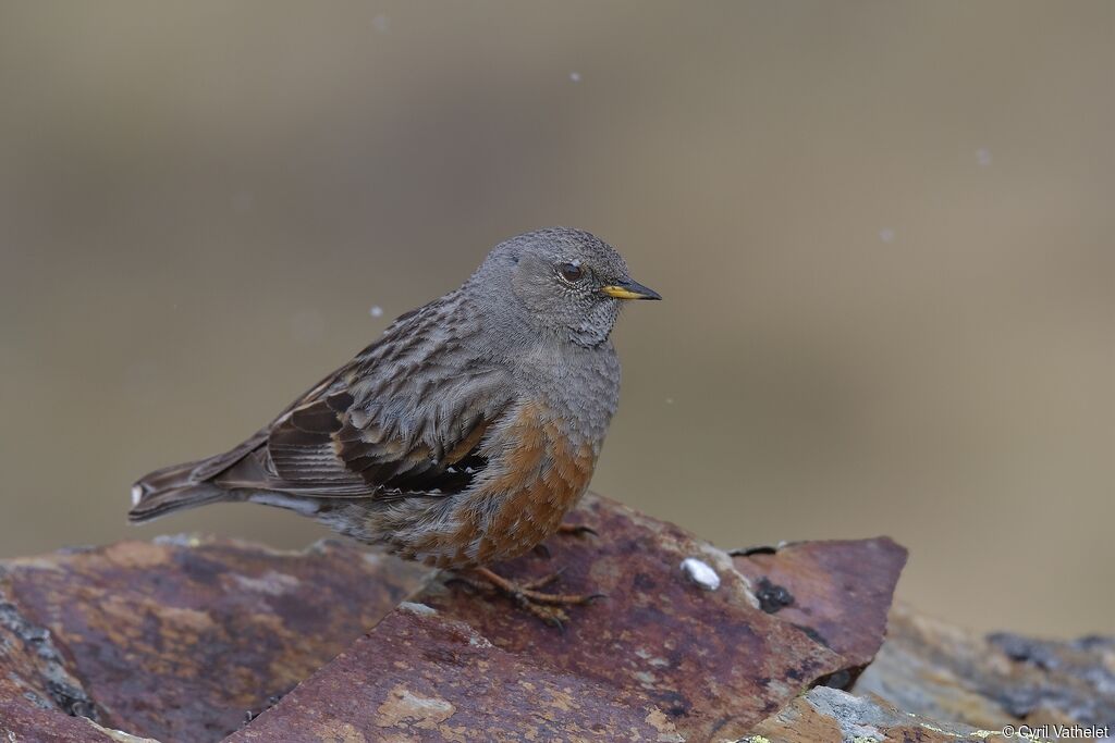 Alpine Accentoradult breeding, identification, aspect, pigmentation