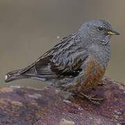 Alpine Accentor