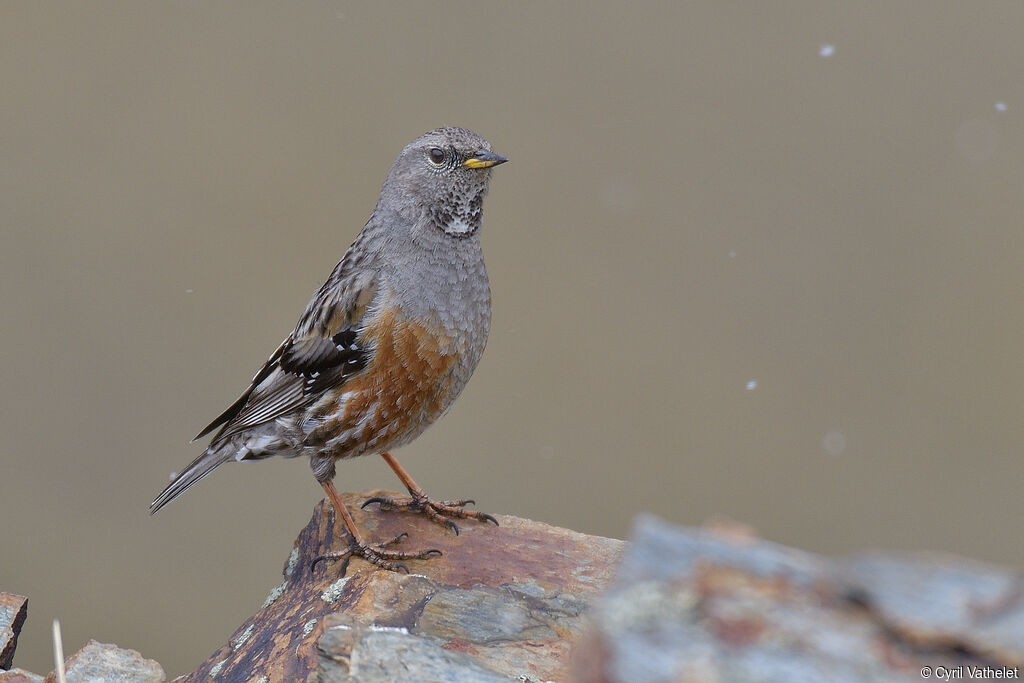 Alpine Accentoradult breeding, identification, aspect, pigmentation