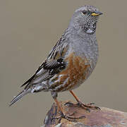 Alpine Accentor