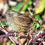 Dunnock