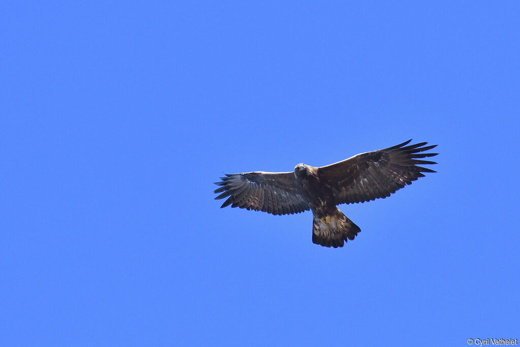 Golden Eagle, aspect, pigmentation, Flight