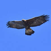 Golden Eagle