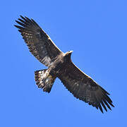 Golden Eagle