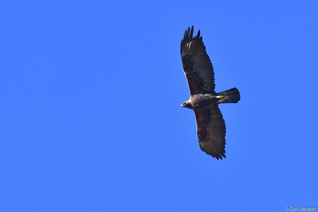 Golden Eagle, aspect, pigmentation, Flight