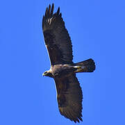 Golden Eagle